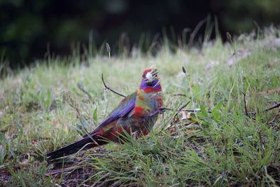 Bird perching on a field