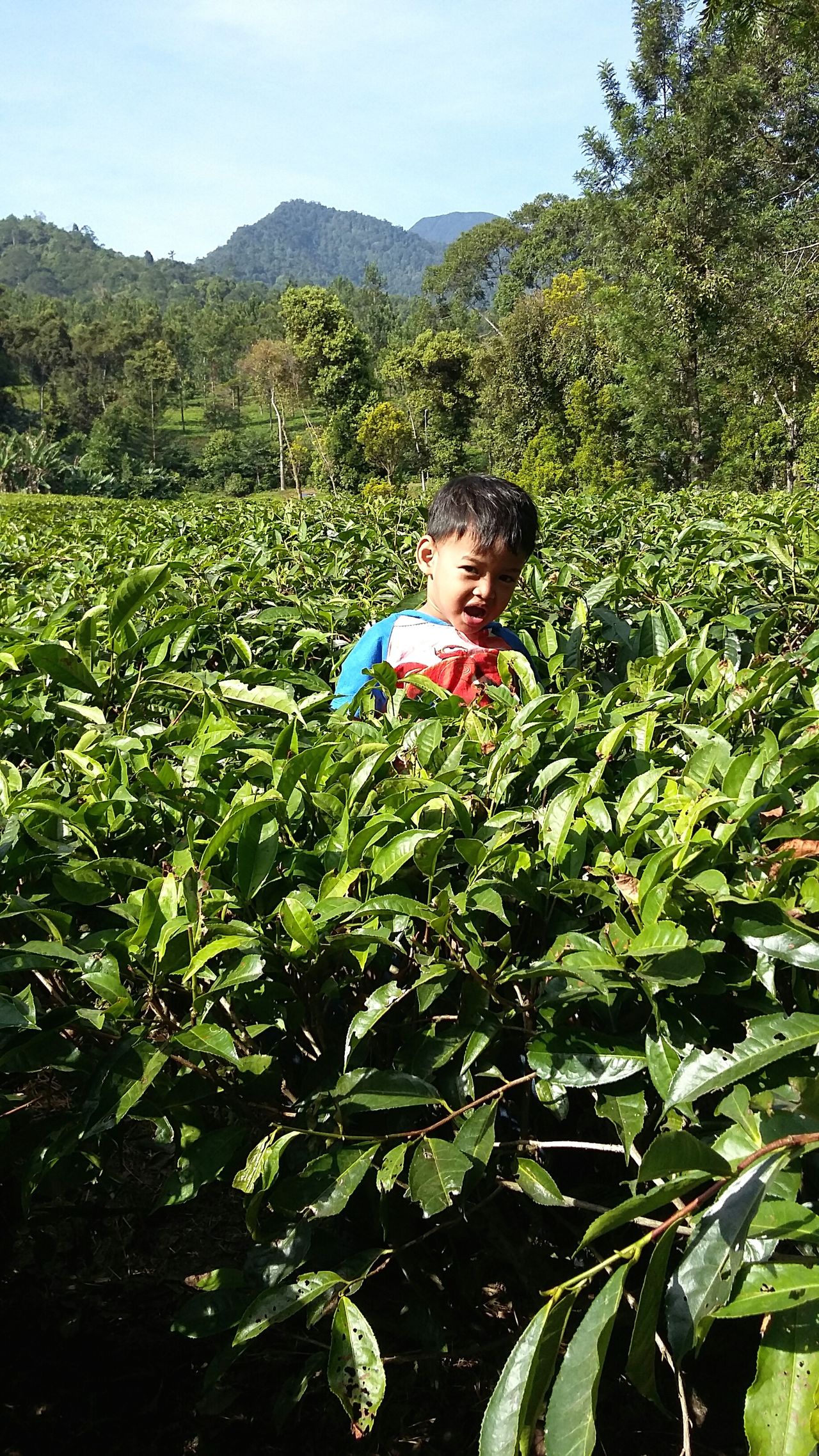 Kebun Teh Puncak Bogor