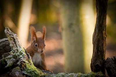 Squirrel on tree trunk