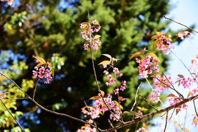 Low angle view of purple flowering plants