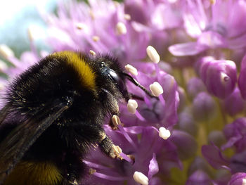 Close-up of bumble bee pollinating flowers