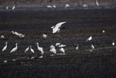 Flock of seagulls