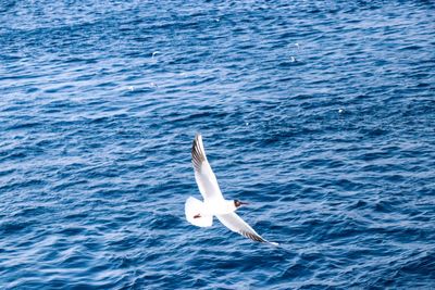 High angle view of seagull swimming in sea