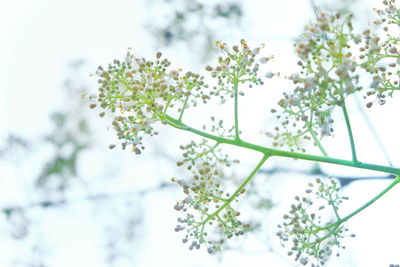 Close-up of white flowering plant