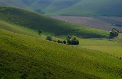 Scenic view of agricultural field