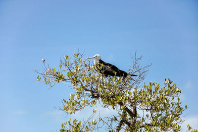 Low angle view of bird perching on tree against sky