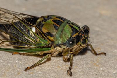 Close-up of insect on floor