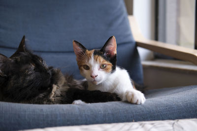pet