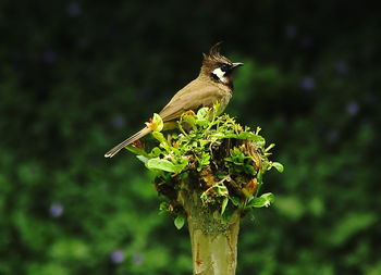 Bird perching on tree