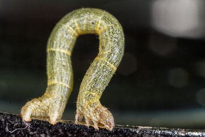 Close-up of insect