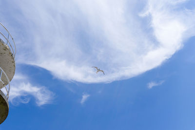 Low angle view of seagulls flying in sky