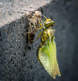 Close-up from birth of dragonfly