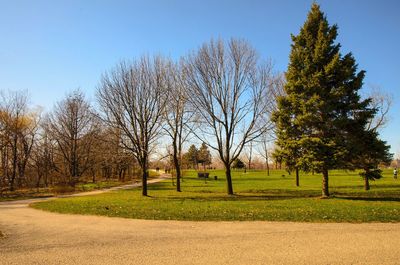 Trees against clear sky