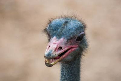 Close-up of ostrich with beak open