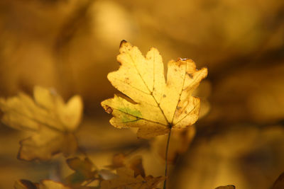 Close-up of yellow maple leaf on leaves