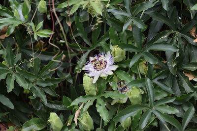 High angle view of flowering plant