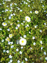 Close-up of white daisy flowers blooming in field