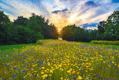 Scenic view of grassy field against sky during sunset