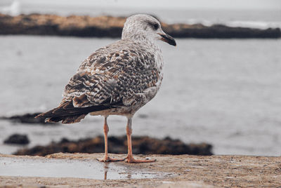 Close-up of seagull perching on shore