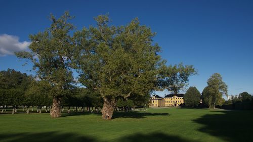 Trees in park against sky