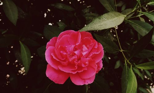 Close-up of pink rose flower