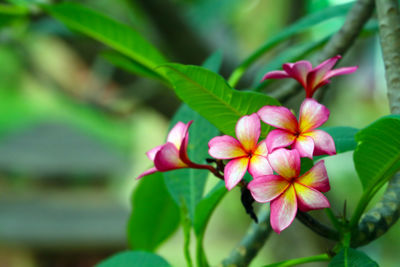Close-up of pink flowering plant