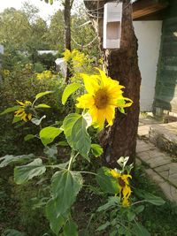 Yellow flowers blooming outdoors