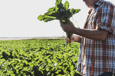 Senior farmer with turnip standing in front of a field, partial view