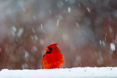 Close-up of bird perching on frozen during winter