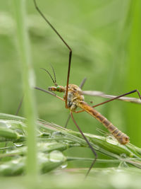 Close-up of insect on grass