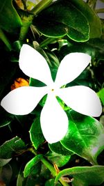 Close-up of white flowers