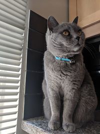 Close-up of cat sitting on window at home