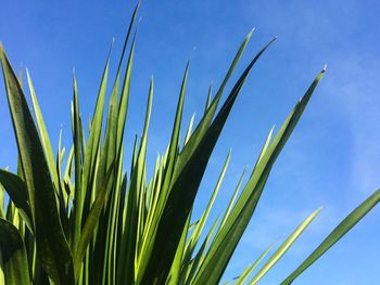 Low angle view of plants against blue sky