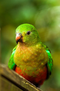 Close-up of parrot