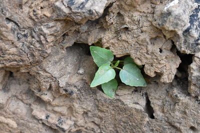 High angle view of leaves on rock