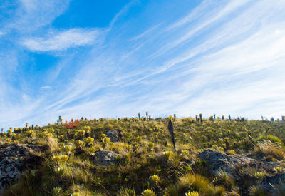 Plants growing on field against sky