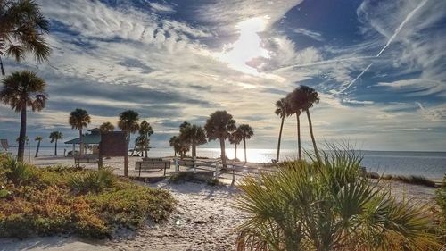 Palm trees on beach against sky