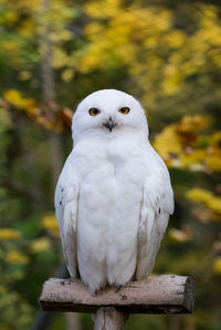 Close-up of white bird