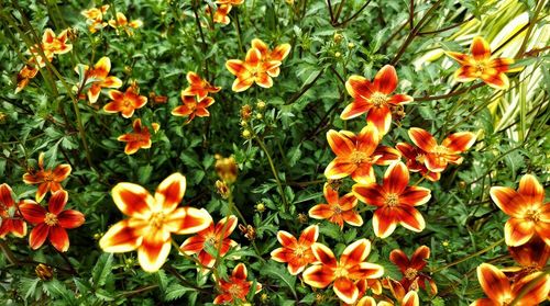 Orange poppy flowers blooming outdoors