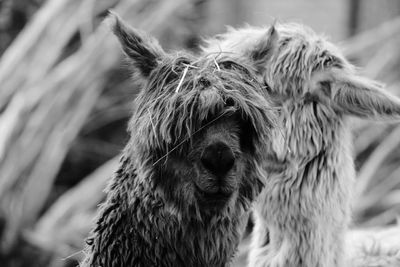 Close-up of a horse