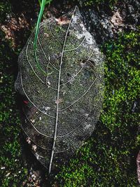 Close-up of spider web on tree trunk