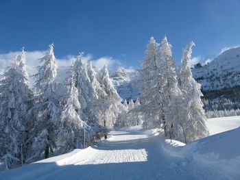 Snow covered trees against sky