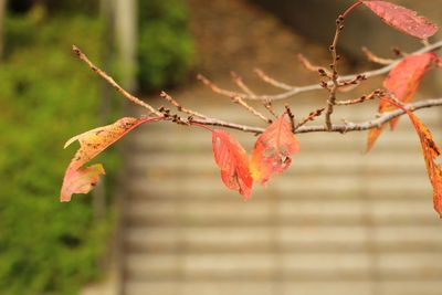 Close-up of maple leaves on tree