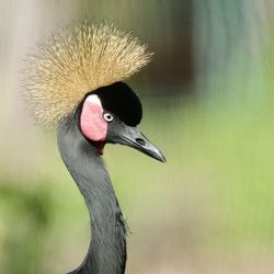 Close-up of bird outdoors