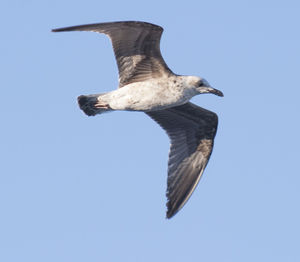 Low angle view of birds flying against clear sky