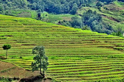 Scenic view of agricultural field