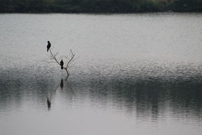 Birds flying over lake