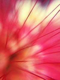 Full frame shot of pink flower