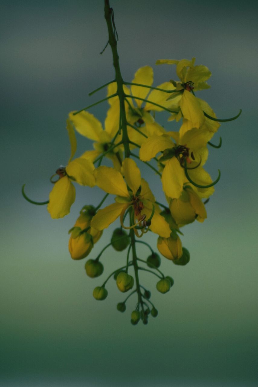 flower, yellow, growth, fragility, nature, freshness, petal, beauty in nature, no people, close-up, plant, leaf, flower head, outdoors, day