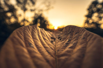 Close-up of dry leaves during sunset